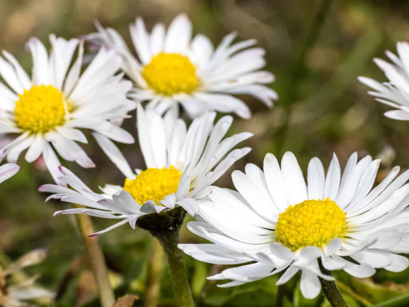 Gänseblümchen und Co. einfach stehenlassen: Was Gartenbesitzer zugunsten der Artenvielfalt beachten sollten. (Symbolbild) / Foto: Frank Hammerschmidt/dpa