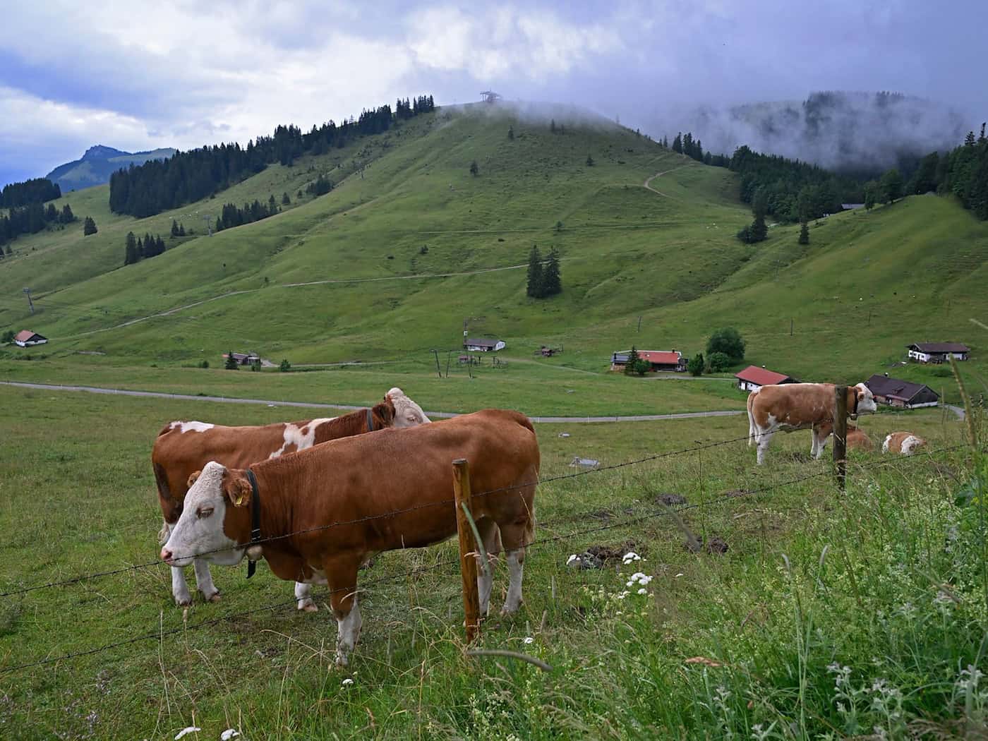 Eigentlich haben Jungrinder auf der Straße nichts verloren. (Symbolbild) / Foto: Uwe Lein/dpa