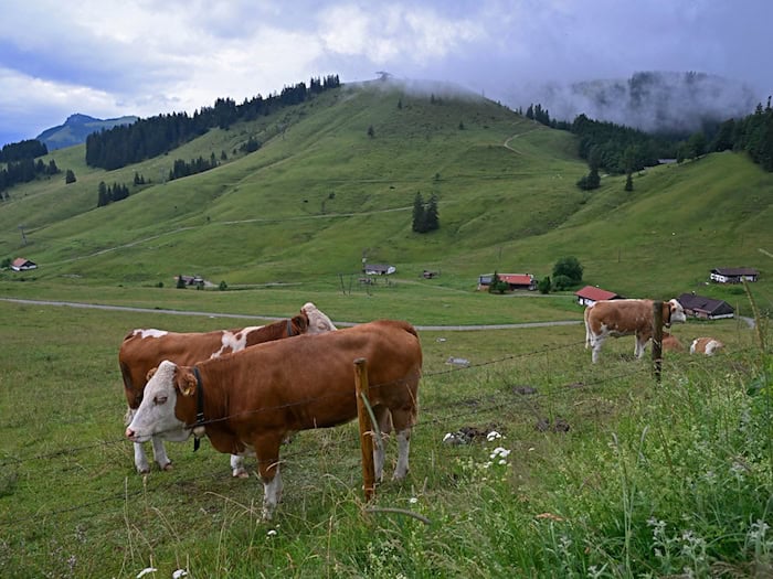 Eigentlich haben Jungrinder auf der Straße nichts verloren. (Symbolbild) / Foto: Uwe Lein/dpa