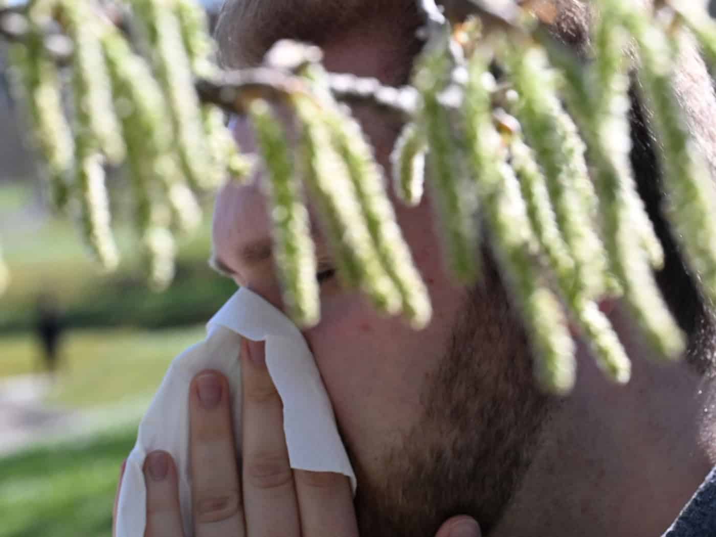 Birkenpollen sind nun auf dem Saisonhöhepunkt. (Symbolbild) / Foto: Bernd Weißbrod/dpa