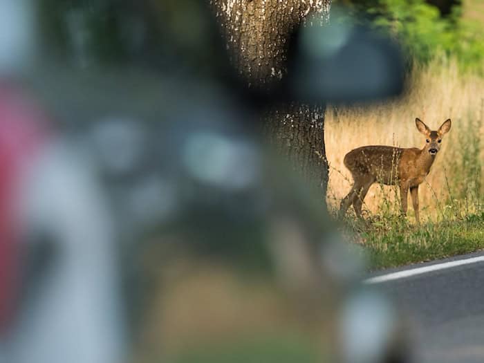 Gleich vier Wildunfälle in vier Stunden ereigneten sich in Schwaben. (Archivbild) / Foto: Patrick Pleul/dpa