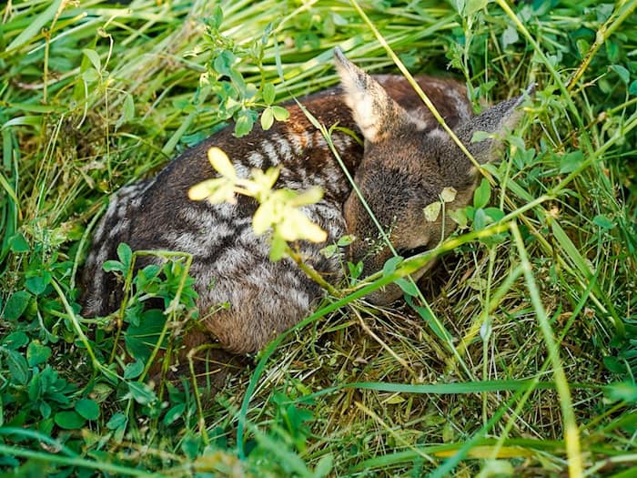 Wer ein Rehkitz findet, sollte es nicht anfassen und Fachleute kontaktieren. (Symbolbild) / Foto: Uwe Anspach/dpa