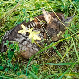 Wer ein Rehkitz findet, sollte es nicht anfassen und Fachleute kontaktieren. (Symbolbild) / Foto: Uwe Anspach/dpa