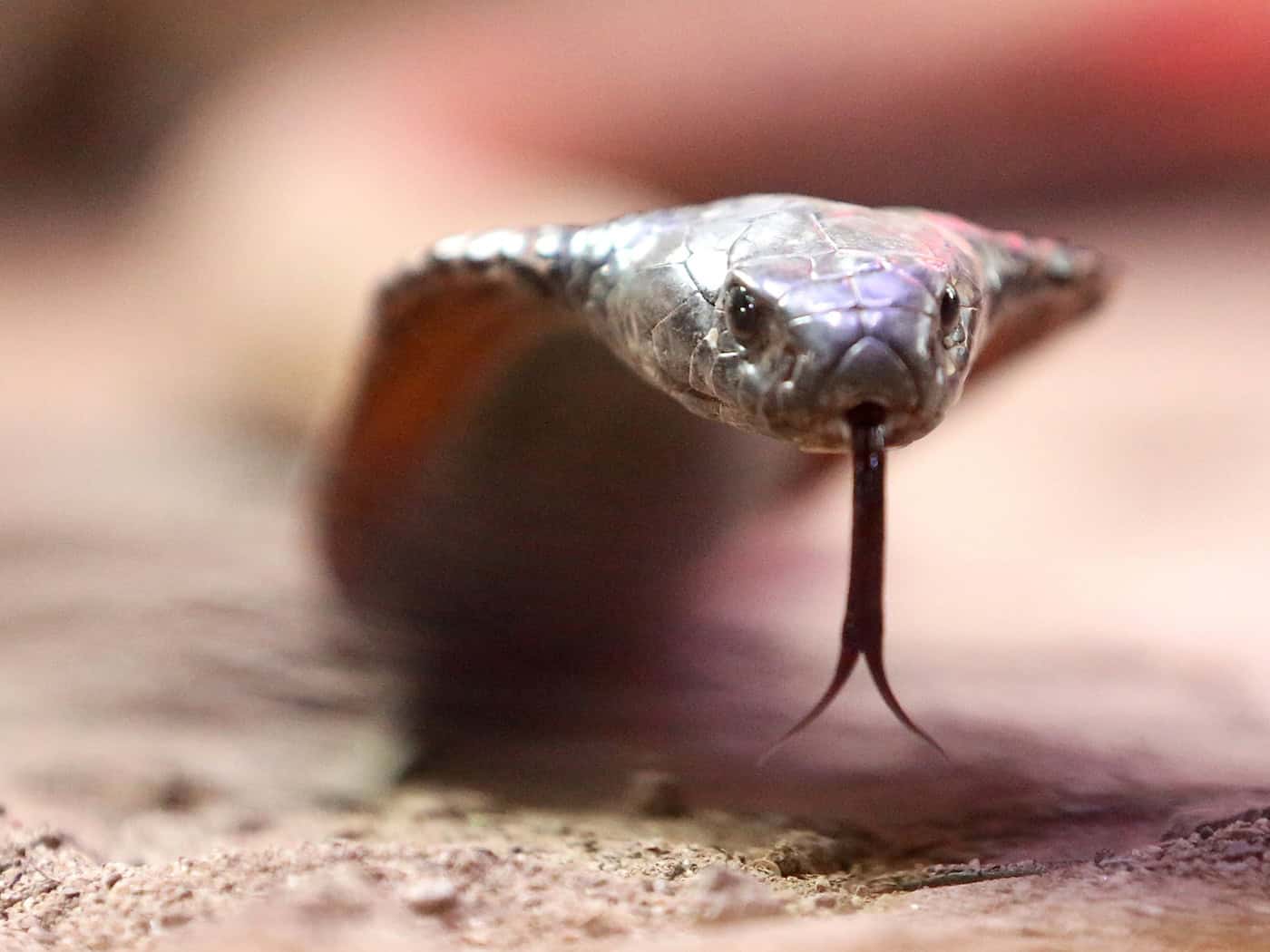 Die Schlange - mutmaßlich eine Kobra - war nach Angaben der Polizei in die Hose des Urlaubers gekrochen. (Archivbild) / Foto: Roland Weihrauch/dpa