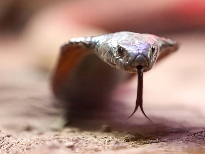 Die Schlange - mutmaßlich eine Kobra - war nach Angaben der Polizei in die Hose des Urlaubers gekrochen. (Archivbild) / Foto: Roland Weihrauch/dpa