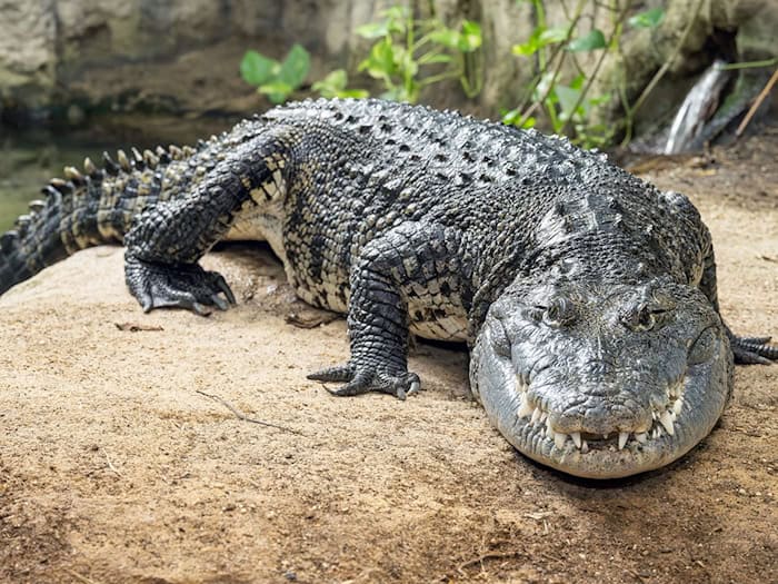 Beulenkrokodil aus Nordhausen findet neues Zuhause im Tiergarten Schönbrunn