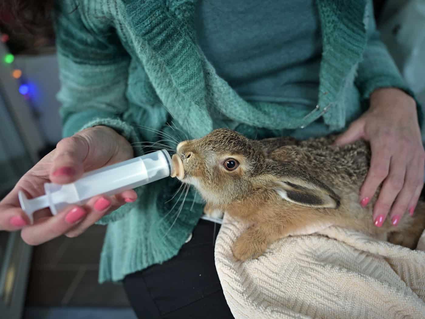 Ein junger Feldhase wird mit Spezialmilch gefüttert. / Foto: Malin Wunderlich/dpa