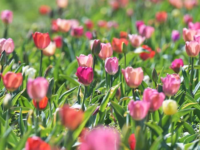 Das Wetter in Bayern soll frühlingshaft bleiben. (Archivbild) / Foto: Malin Wunderlich/dpa