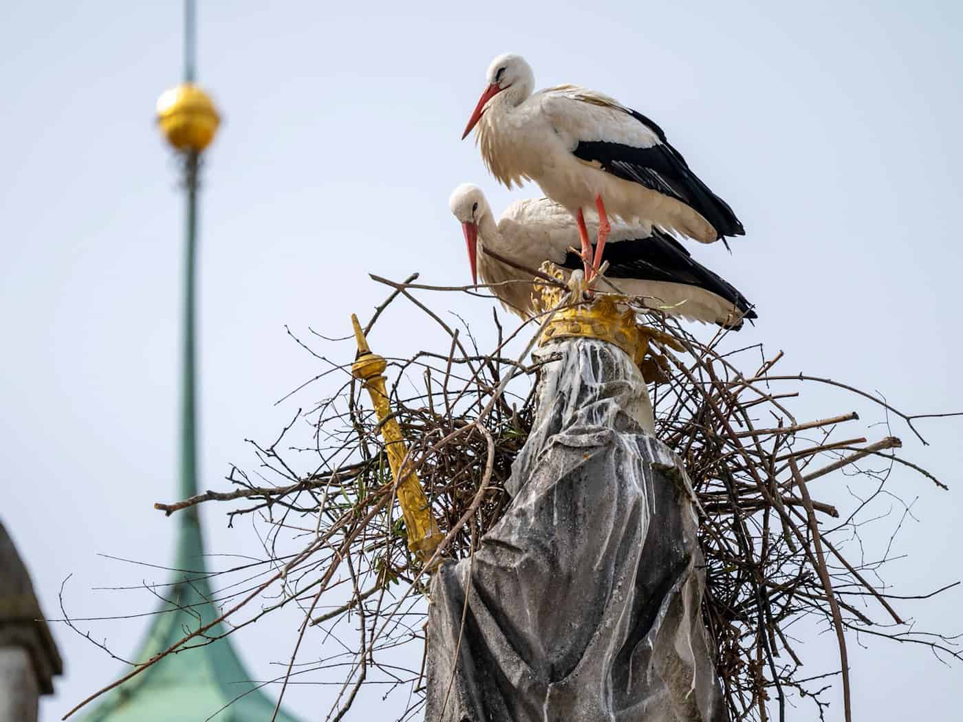 Die Störche wollen auf dem Haupt der Mutter Gottes ihr Nest bauen. / Foto: Peter Kneffel/dpa
