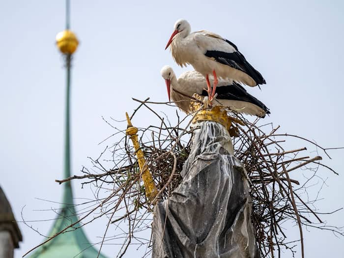 Die Störche wollen auf dem Haupt der Mutter Gottes ihr Nest bauen. / Foto: Peter Kneffel/dpa