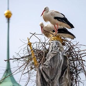 Die Störche wollen auf dem Haupt der Mutter Gottes ihr Nest bauen. / Foto: Peter Kneffel/dpa