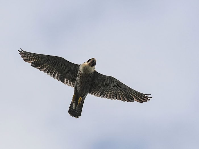 Das erste Küken des Jahres der Wanderfalken auf der Nürnberger Kaiserburg ist da. (Symbolbild) / Foto: Patrick Pleul/dpa-Zentralbild/dpa