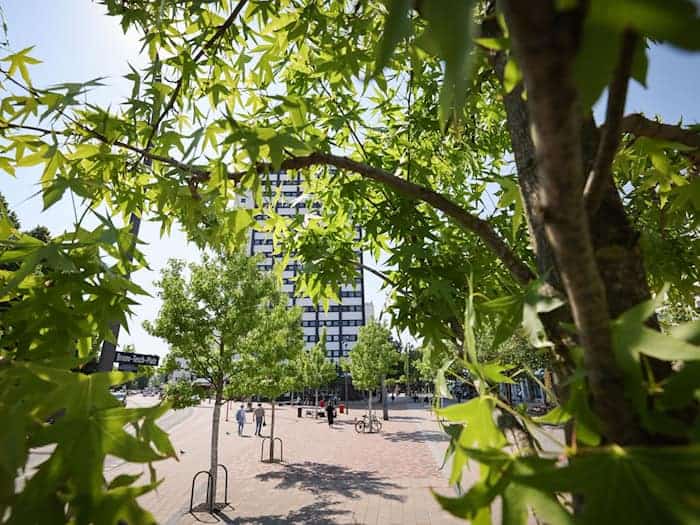 Stadtbäume helfen, an heißen Tagen für etwas Kühlung zu sorgen. (Symbolbild) / Foto: Christian Charisius/dpa