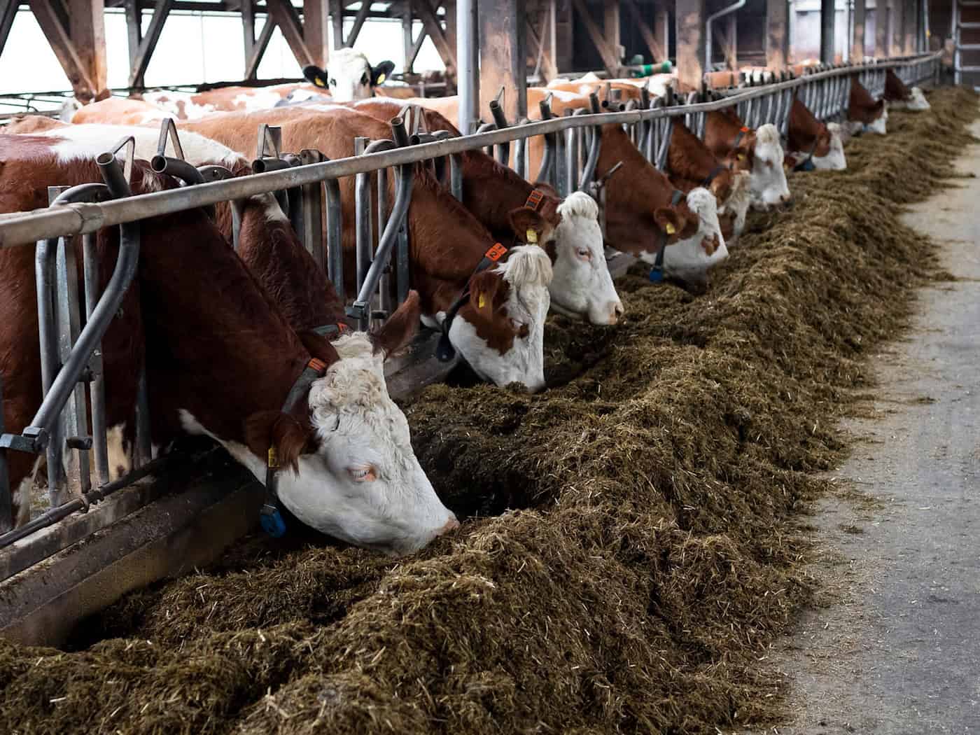 Die Kühe leben in einem Offenfrontstall.  / Foto: Daniel Vogl/dpa
