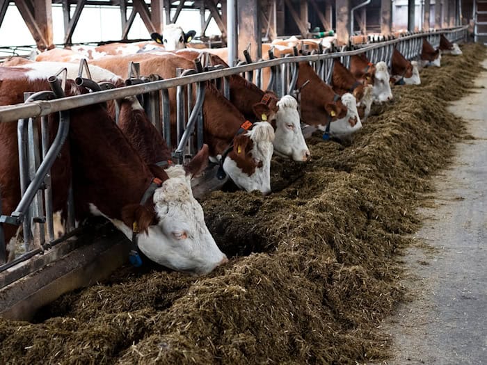 Die Kühe leben in einem Offenfrontstall.  / Foto: Daniel Vogl/dpa