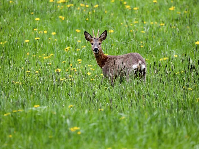 Ein Wilderer hat einen Rehbock erschossen. (Symbolbild) / Foto: Thomas Warnack/dpa