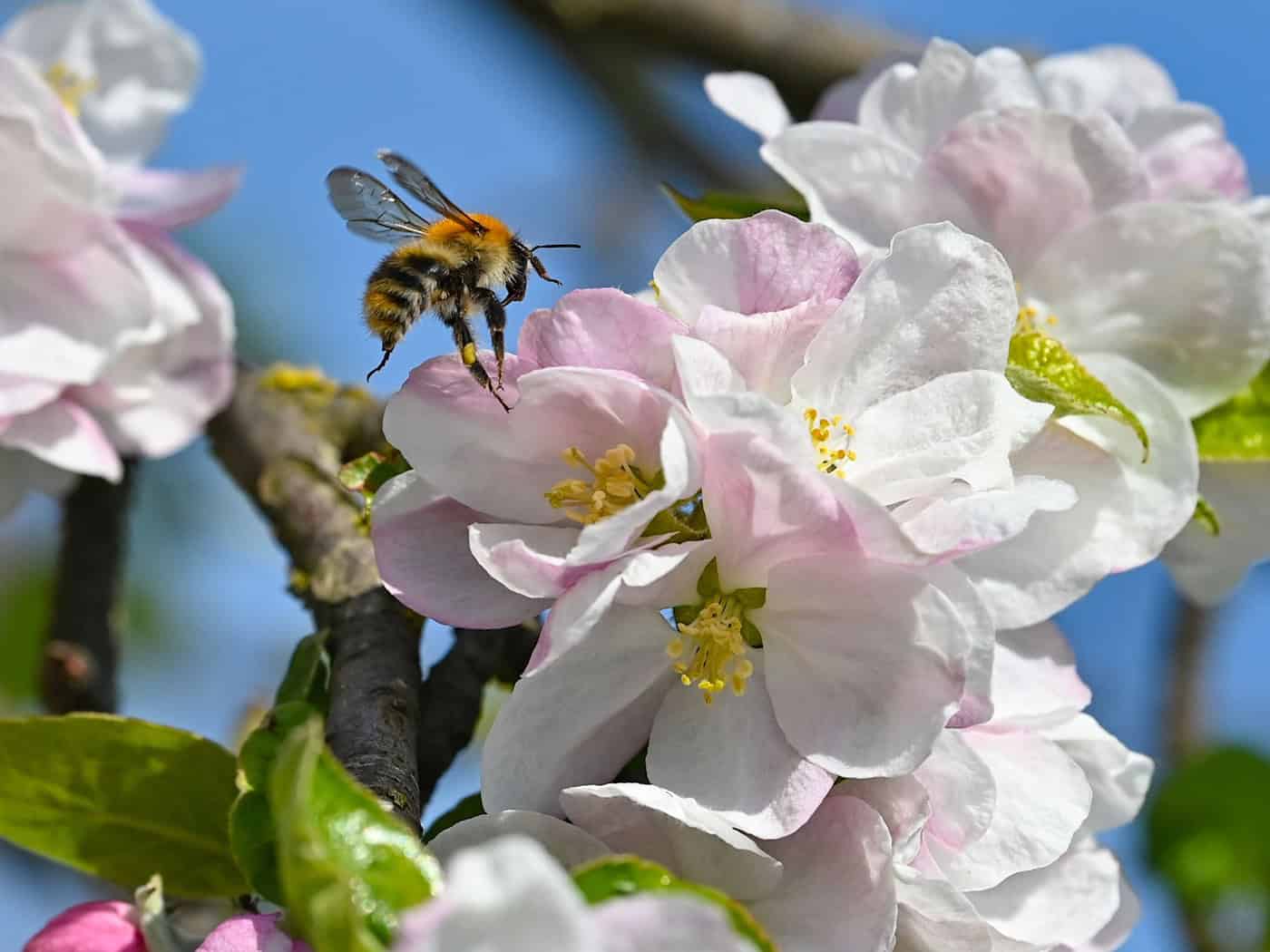 Ohne Bienen und andere Insekten würden viele heimische Obst- und Gemüsearten keine Nahrungsmittel mehr liefern. (Archivbild) / Foto: Patrick Pleul/dpa/ZB