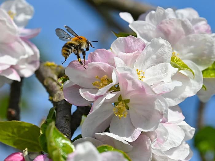 Ohne Bienen und andere Insekten würden viele heimische Obst- und Gemüsearten keine Nahrungsmittel mehr liefern. (Archivbild) / Foto: Patrick Pleul/dpa/ZB