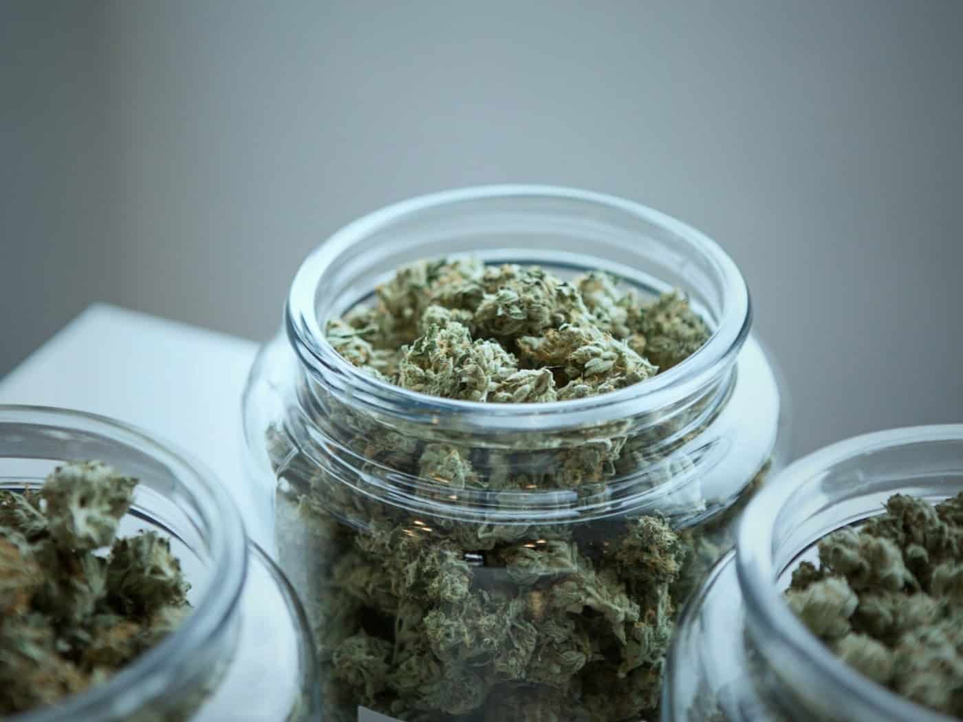 Medizinisches Cannabis – Vielfalt für individuelle Therapien / Foto: budding auf unsplash.com