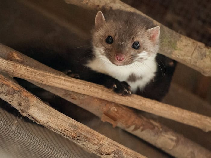 Überraschung: Die Feuerwehr rettete keine Katze, sondern ein Marderbaby. (Symbolbild) / Foto: Philipp Schulze/dpa/dpa-tmn