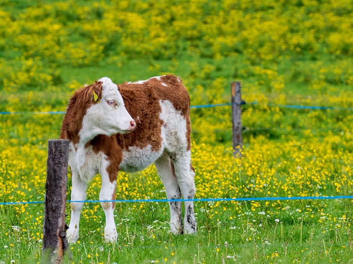 Nach einer kurzen Pause kehrt in Bayern der Frühling zurück. (Archivbild) / Foto: Peter Kneffel/dpa