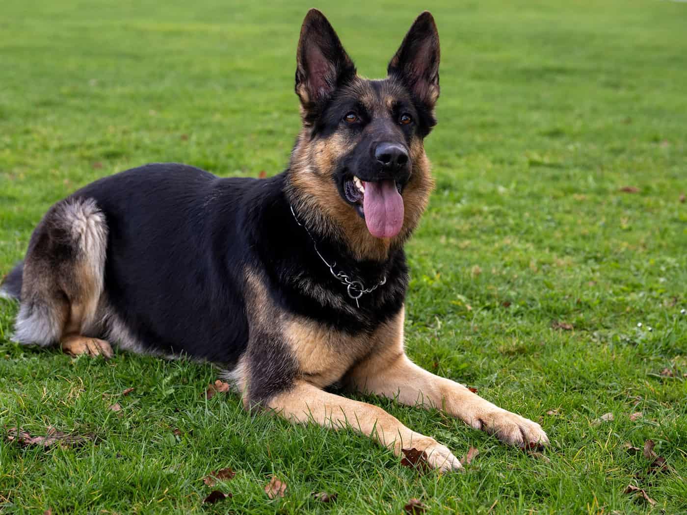 Weniger folgsam: Ein aggressiver Hund hat einen 65-Jährigen schwer an der Hand verletzt. (Symbolfoto)  / Foto: Stefan Puchner/dpa