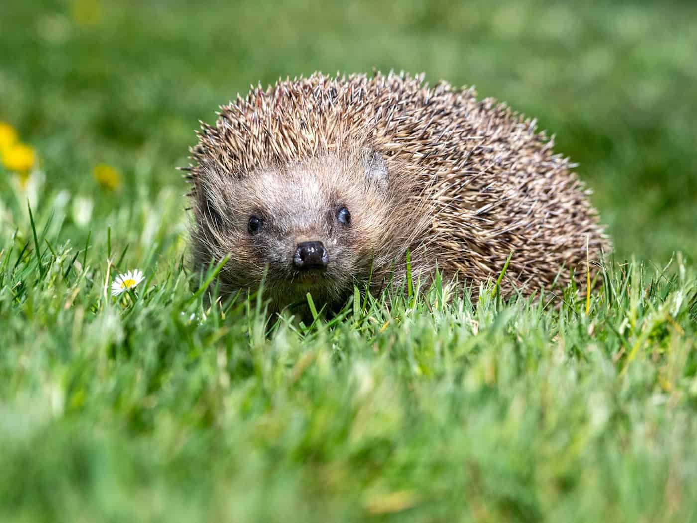 Der Igel ist zwar weit verbreitet, seine Bestände gehen aber zurück. (Archivbild) / Foto: Armin Weigel/dpa