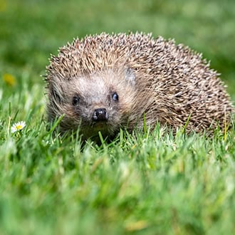 Der Igel ist zwar weit verbreitet, seine Bestände gehen aber zurück. (Archivbild) / Foto: Armin Weigel/dpa