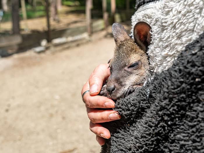 Tierpark-Chefin in Abensberg zieht verwaistes Känguru-Mädchen Elli groß