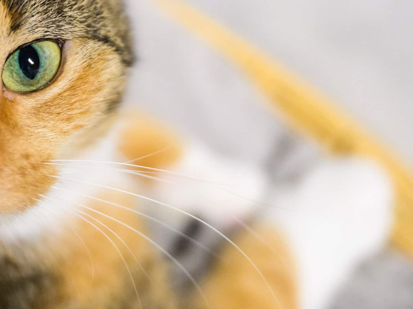Eine der Katzen starb in der Brandwohnung. (Symbolbild) / Foto: Julian Stratenschulte/dpa