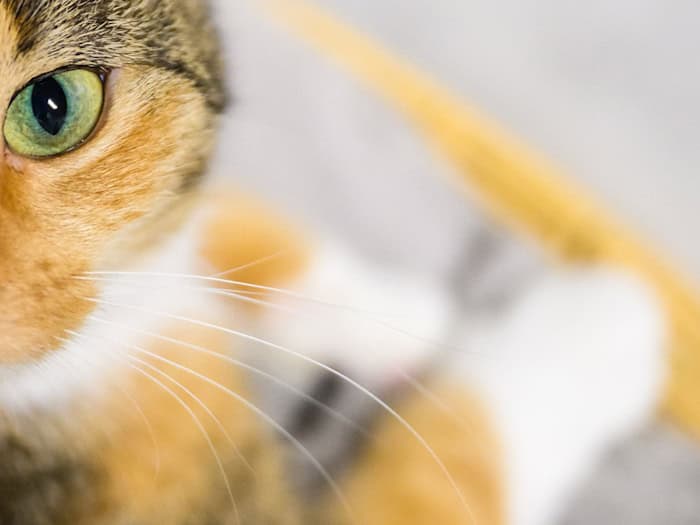Eine der Katzen starb in der Brandwohnung. (Symbolbild) / Foto: Julian Stratenschulte/dpa