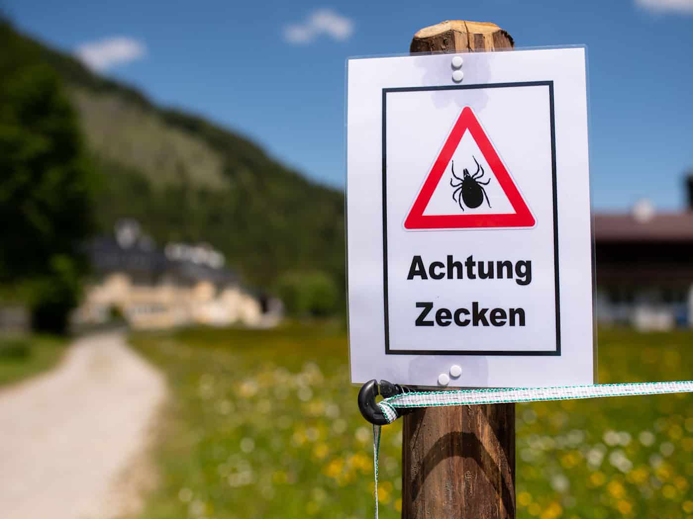 Zecken übertragen Krankheiten. (Archivbild) / Foto: Sven Hoppe/dpa