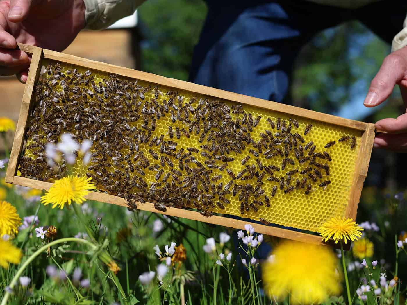 Noch sind die bayrischen Bienen auf der sicheren Seite. Experten rechnen aber damit, dass sie bald von einer neuen Milbe befallen werden. (Archivbild) / Foto: Karl-Josef Hildenbrand/dpa