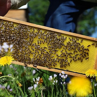 Noch sind die bayrischen Bienen auf der sicheren Seite. Experten rechnen aber damit, dass sie bald von einer neuen Milbe befallen werden. (Archivbild) / Foto: Karl-Josef Hildenbrand/dpa