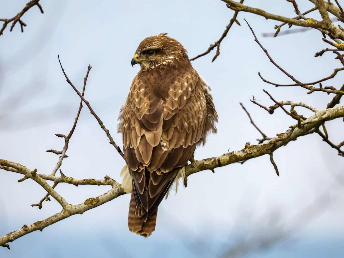 In Niederbayern gibt es viele geschützte Arten, etwa Greifvögel wie dieser Mäusebussard. (Symbolbild) / Foto: Thomas Warnack/dpa