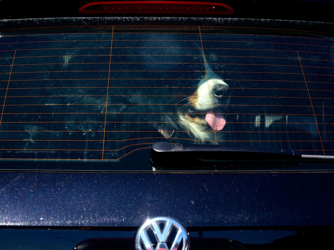 Achtung Hundebesitzer: Vierpföter sollten bei Hitze nicht im geschlossenen Auto bleiben. (Symbolbild) / Foto: Axel Heimken/dpa