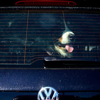 Achtung Hundebesitzer: Vierpföter sollten bei Hitze nicht im geschlossenen Auto bleiben. (Symbolbild) / Foto: Axel Heimken/dpa