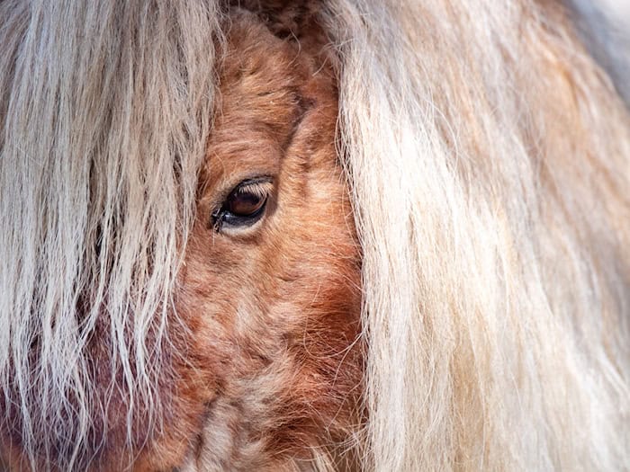 Gemeinsam versuchten Feuerwehr und Anwohner, die entlaufenen Ponys und den Esel wieder einzufangen. (Symbolbild) / Foto: Stefan Sauer/dpa