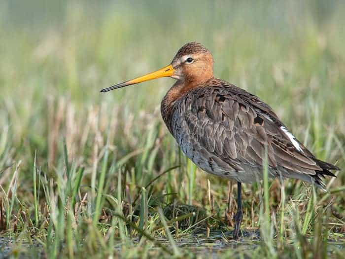 Wasserpumpe soll Uferschnepfen im Altmühltal während der Brutzeit helfen