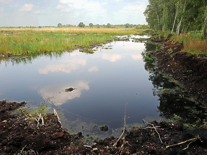 Ein intaktes Moor bindet klimaschädlichen Kohlenstoff und schützt somit das Klima. (Archivbild) / Foto: picture alliance / dpa