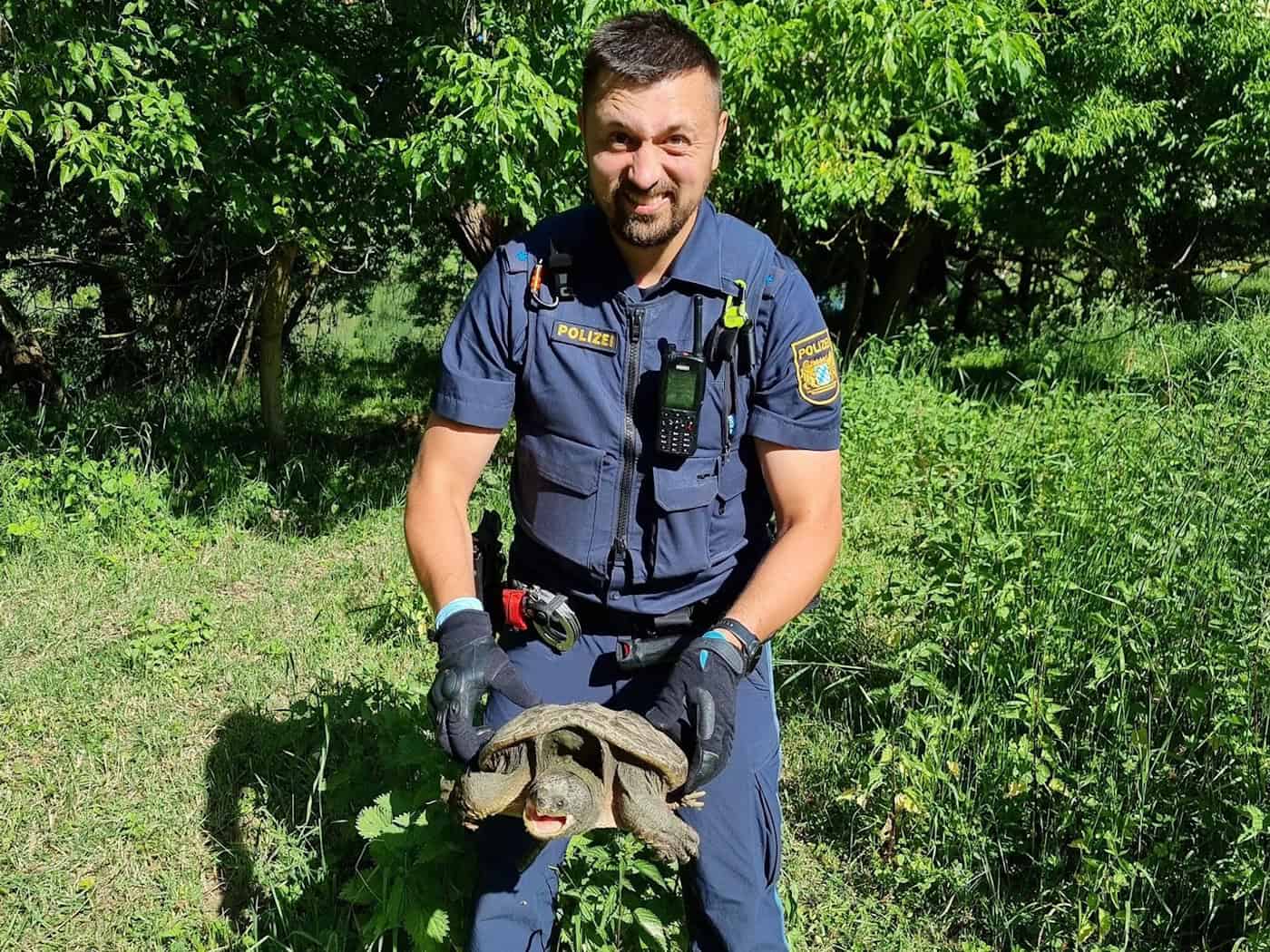 Beamte nahmen das Tier mit zur Polizeiinspektion Ochsenfurt, nachdem die Schildkröte auf einem Fahrradweg bei Sommerhausen gefunden worden war. (Foto: PP Unterfranken) / Foto: -/Polizeipräsidium Unterfranken/dpa