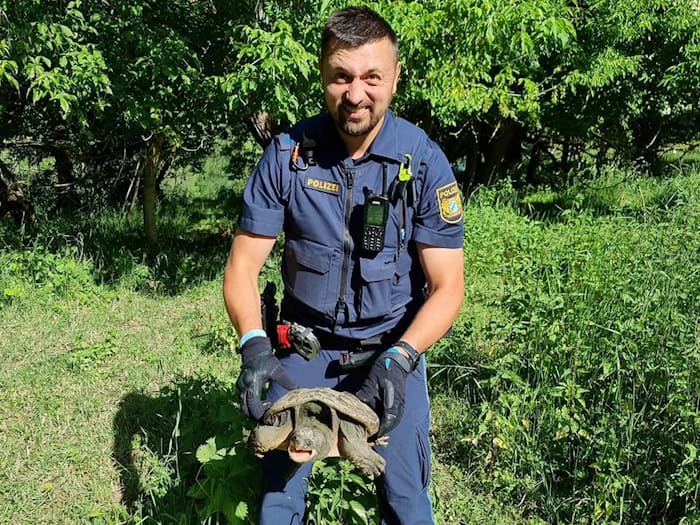 Beamte nahmen das Tier mit zur Polizeiinspektion Ochsenfurt, nachdem die Schildkröte auf einem Fahrradweg bei Sommerhausen gefunden worden war. (Foto: PP Unterfranken) / Foto: -/Polizeipräsidium Unterfranken/dpa