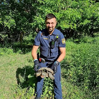 Beamte nahmen das Tier mit zur Polizeiinspektion Ochsenfurt, nachdem die Schildkröte auf einem Fahrradweg bei Sommerhausen gefunden worden war. (Foto: PP Unterfranken) / Foto: -/Polizeipräsidium Unterfranken/dpa