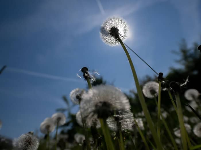 Es wird sommerlich in Bayern. (Archivbild) / Foto: Pia Bayer/dpa