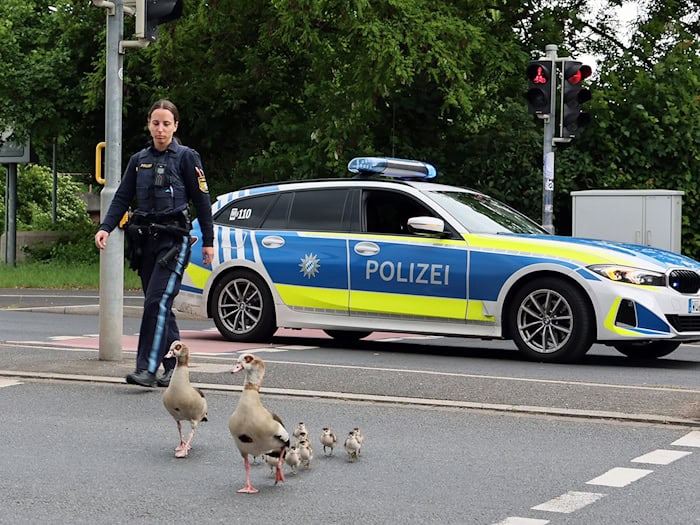 Bis zum Aschaffenburger Mainufer begleiteten die Beamten die Gänse. / Foto: Ralf Hettler/dpa