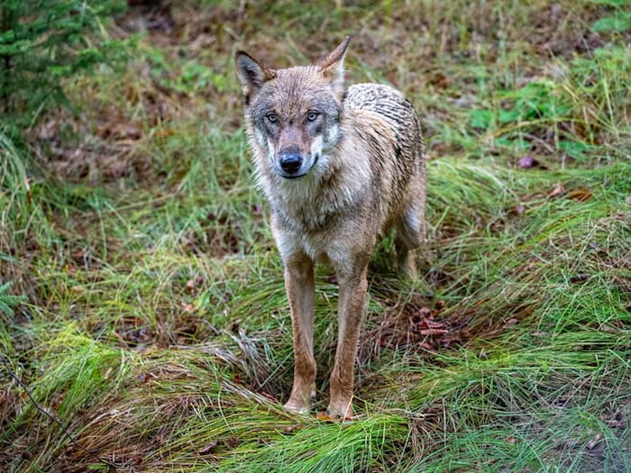 Ein Wolf ist in die Innenstadt von Füssen gelaufen. (Archivbild) / Foto: Armin Weigel/dpa