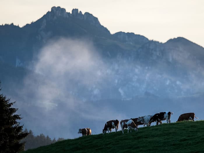 Die Kinder verliefen sich an der Hochplatte. (Symbolbild) / Foto: picture alliance / dpa