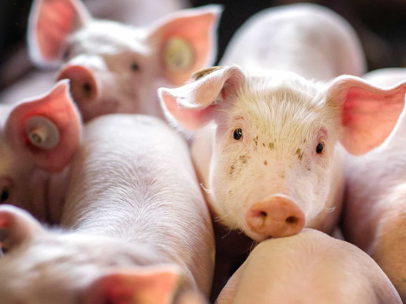 Die Ferkel mussten in eine Notstation für Tiere gebracht werden. (Symbolbild) / Foto: Jens Büttner/dpa-Zentralbild/dpa