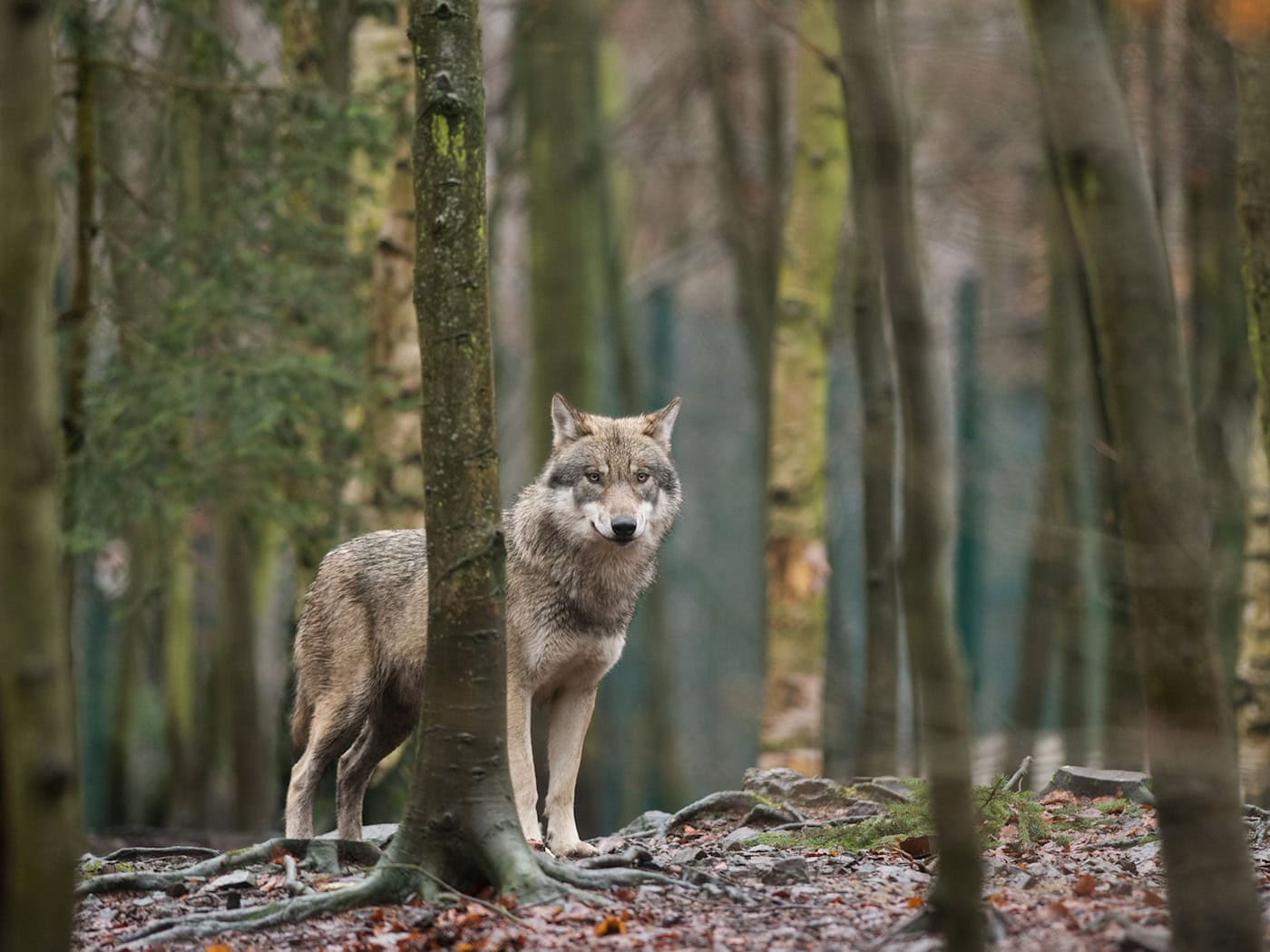 Mit gemischten Gefühlen starten die bayerischen Älpler in die Saison. Sie fürchten Wolfsrisse auf den Alpen und Almen. (Archivbild) / Foto: Klaus-Dietmar Gabbert/ZB/dpa