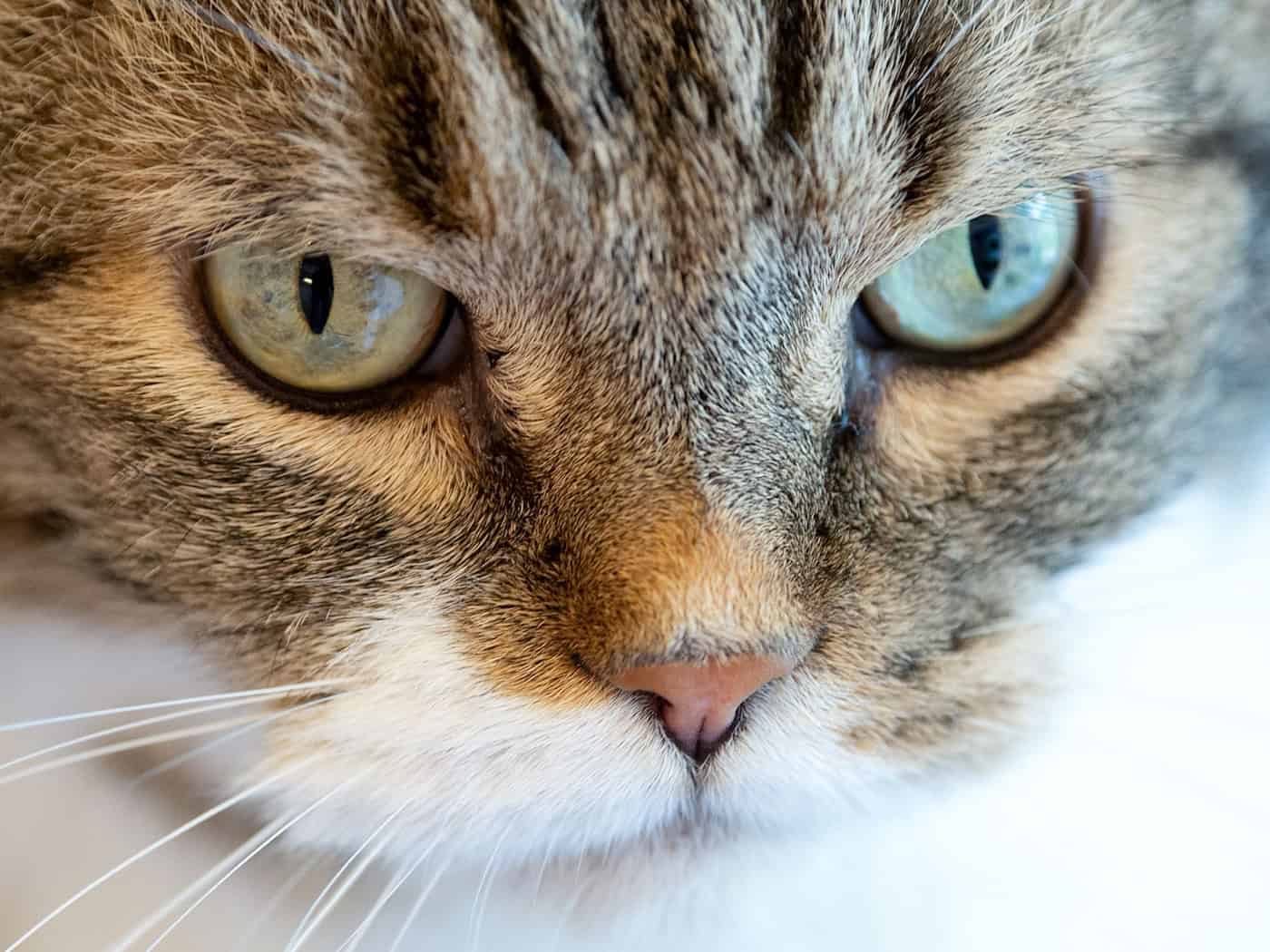 23 Katzen wurden an den Tierschutz übergeben. (Symbolbild) / Foto: Sven Hoppe/dpa
